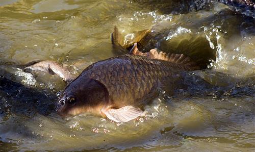 shut up and...FISH - 455023829e03dda2db9.jpg